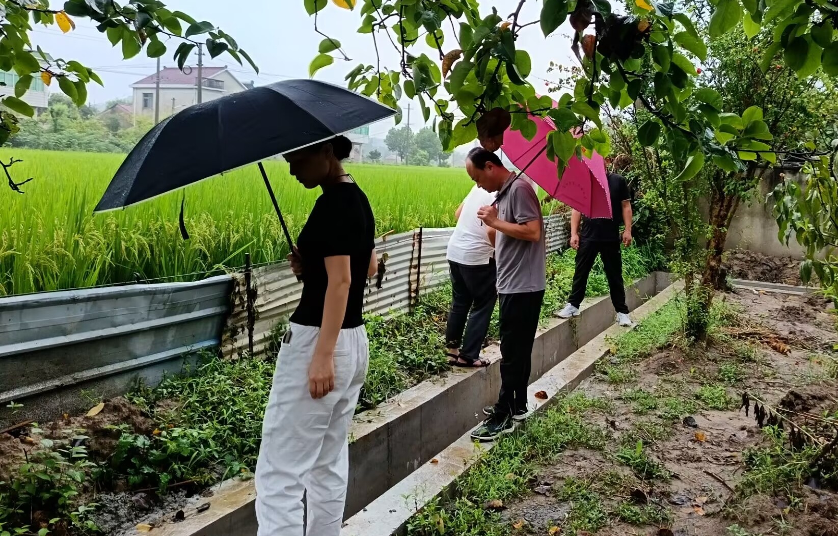 繁昌区繁阳镇：马坝社区做好血防工作撑起群众“健康伞”